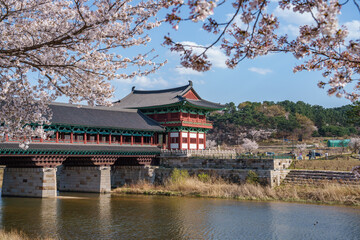 Fototapeta premium The view of Woljeonggyo Bridge in Gyeongju with cherry blossoms in full bloom in spring (Gyeongju, South Korea)