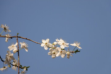 Piękne białe kwiaty mirabelki © tomo81
