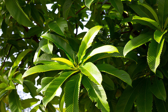 Dillenia indica, commonly known as elephant apple