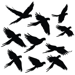 Fototapeta premium Silhouette Grouping of Macaw Birds in Flight on a Transparent Background