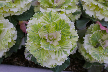 Cabbage ornamental in the flower garden
