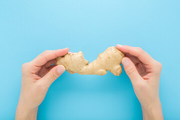 Young adult woman hand fingers holding fresh brown ginger root on light blue table background. Pastel color. Closeup. Point of view shot. Top down view.