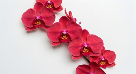 Red Orchid Flowers on White Background – Elegant Floral Arrangement