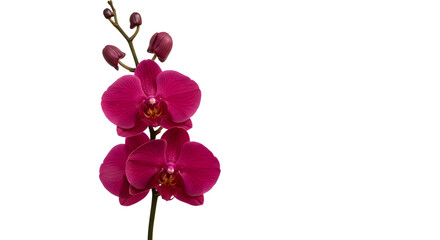Pink Orchid Branch on White Background – Elegant Phalaenopsis Flower