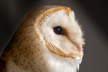 Barn Owl