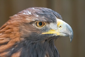 Golden eagle