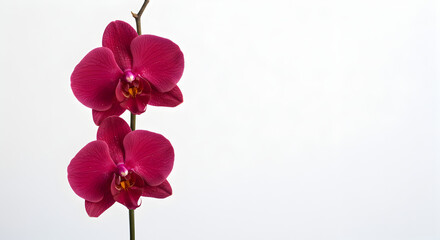 Pink Orchid Branch on White Background – Elegant Phalaenopsis Flower