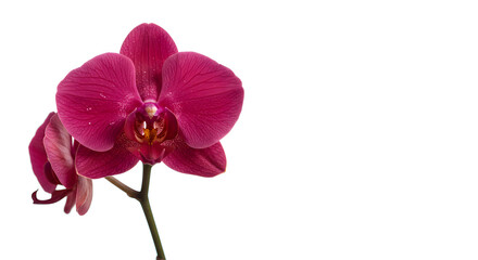 Pink Orchid Branch on White Background – Elegant Phalaenopsis Flower