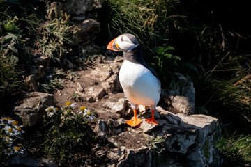 Atlantic Puffin in the sun