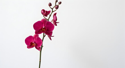 Pink Orchid Branch on White Background – Elegant Phalaenopsis Flower