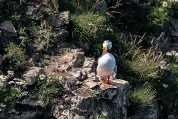 Atlantic Puffin