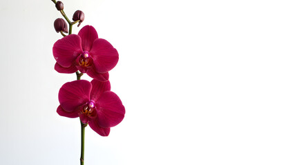 Pink Orchid Branch on White Background – Elegant Phalaenopsis Flower