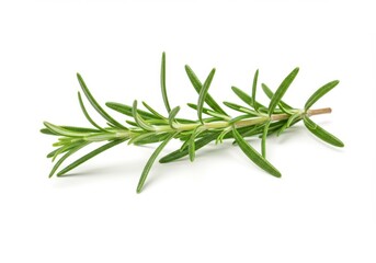 Fototapeta premium A single sprig of fresh rosemary with green leaves isolated against a white background surface top view