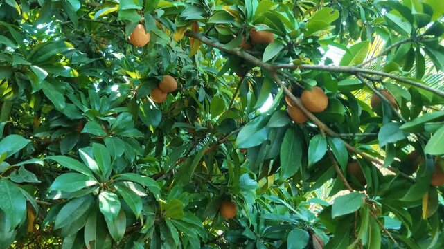 Manilkara zapota, commonly known as sapodilla sapota, chikoo, chico, naseberry or nispero on the tree, Fresh and organic Sapodilla in the tree. 4k video. 