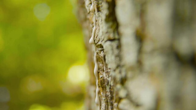 Detailed close-up shot of chicle sap being harvested from the bark of a sapodilla tree in the Peten rainforest, Guatemala. The natural latex slowly oozes from a diagonal cut in the tree.