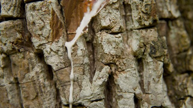 Detailed close-up shot of chicle sap being harvested from the bark of a sapodilla tree in the Peten rainforest, Guatemala. The natural latex slowly oozes from a diagonal cut in the tree.