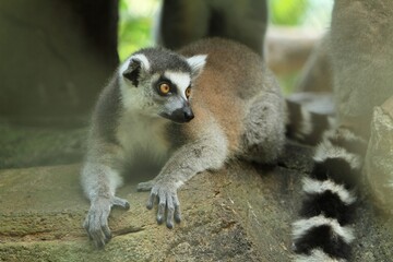 a lemur sitting quietly on a rock