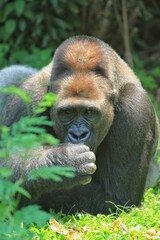 Obraz premium A silverback gorilla lying on the grass looking at the camera