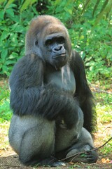 A silverback gorilla sits quietly eating fruit in the grass