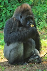 A silverback gorilla sits quietly eating fruit in the grass © Pitokung