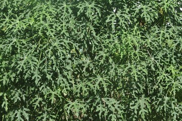 Abelmoschus manihot leaf pattern
