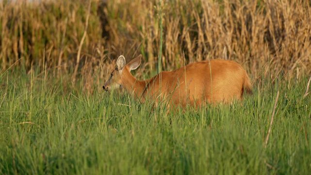 The Marsh Deer (Blastocerus dichotomus) Deer Species Native In South America. Close-up Shot