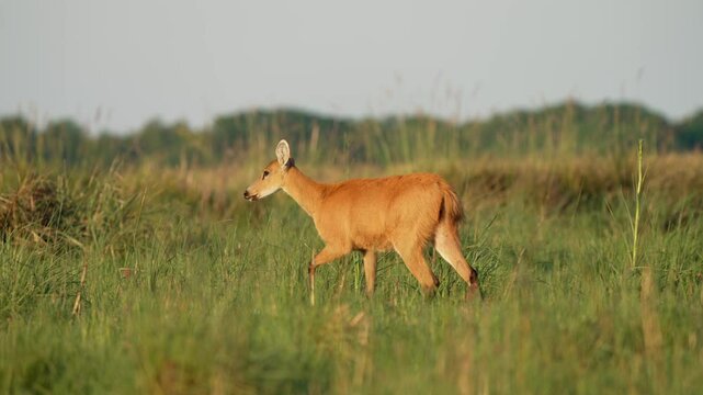 Largest Deer Species, Marsh deer (Blastocerus dichotomus) Walking Over Savannah In South America. Slow Motion Shot