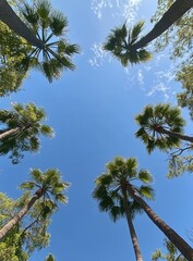 Obraz premium Relaxing Tropical Sky View with Palm Trees