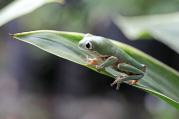 Phyllomedusa hypochondrialis climbing on leaves, Northern orange-legged leaf frog or tiger-legged monkey frog closeup on leaves 