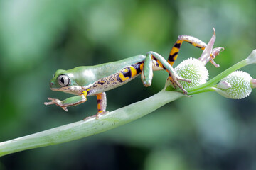 Phyllomedusa hypochondrialis climbing on branch, Northern orange-legged leaf frog or tiger-legged monkey frog closeup on leaves 
