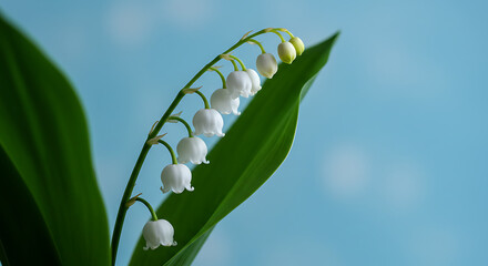 White Lily of the Valley Flowers against a Soft Blue Background  