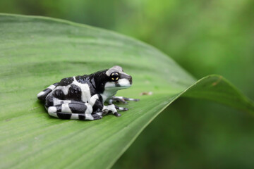 Phyllomedusa hypochondrialis climbing on leaves, Northern orange-legged leaf frog or tiger-legged monkey frog closeup on leaves 