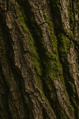 An extreme close-up of rugged tree bark with moss or lichen growing in crevices, styled with natural light