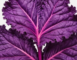 Vibrant purple kale leaves showcasing intricate textures and rich colors.