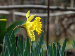 Yellow Daffodil Flower Blooming in Nature Close-Up Macro Botanical Image