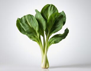 Fresh green bok choy with vibrant leaves against a minimalistic light background.