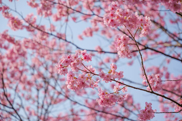 Close-up of cherry blossoms, spring plants, bright pink