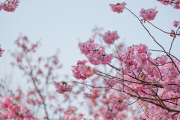 Close-up of cherry blossoms, spring plants, bright pink