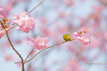Cute white-eye sucking on cherry blossom honey.	
