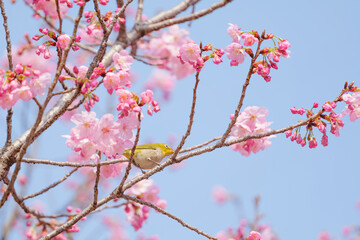 Cute white-eye sucking on cherry blossom honey.	
