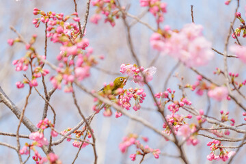 Cute white-eye sucking on cherry blossom honey.	

