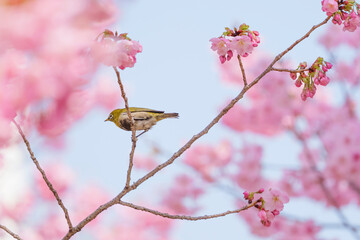 Cute white-eye sucking on cherry blossom honey.	
