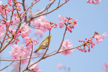 Cute white-eye sucking on cherry blossom honey.	
