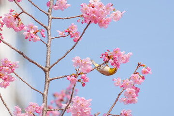 Cute white-eye sucking on cherry blossom honey.	

