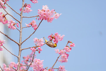 Cute white-eye sucking on cherry blossom honey.	
