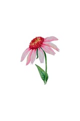 Watercolor illustration of isolated pink flower echinacea daisy with thin green stem and leaves on a white background. Great for spring design and decor, cards, prints, cover, painting.