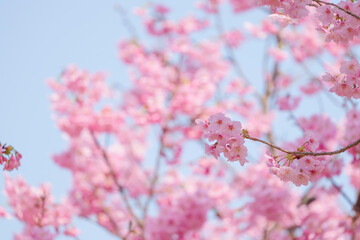 Close-up of cherry blossoms, spring plants, bright pink