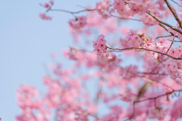 Close-up of cherry blossoms, spring plants, bright pink