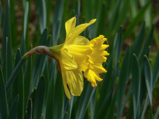Yellow Daffodil Flower Blooming in Nature Close-Up Macro Botanical Image