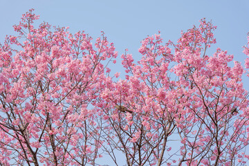 Close-up of cherry blossoms, spring plants, bright pink